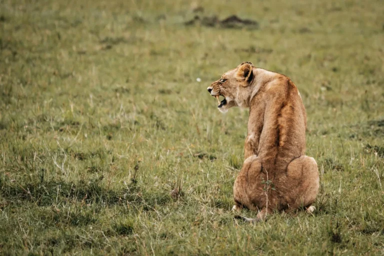 African Safari Tours with LoboAfrica