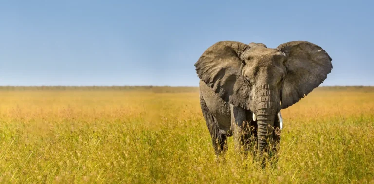 Luxury Tanzania Safaris