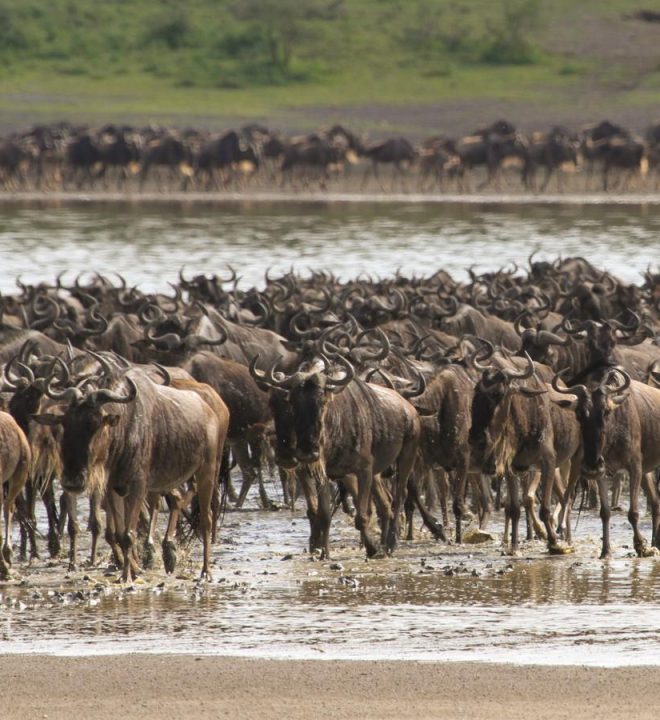 4 Days Tarangire - Ngorongoro Crater and Ndutu Migration Safari