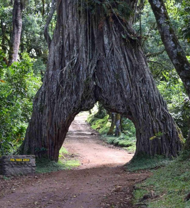 Arusha-National-Park-fig-Tree