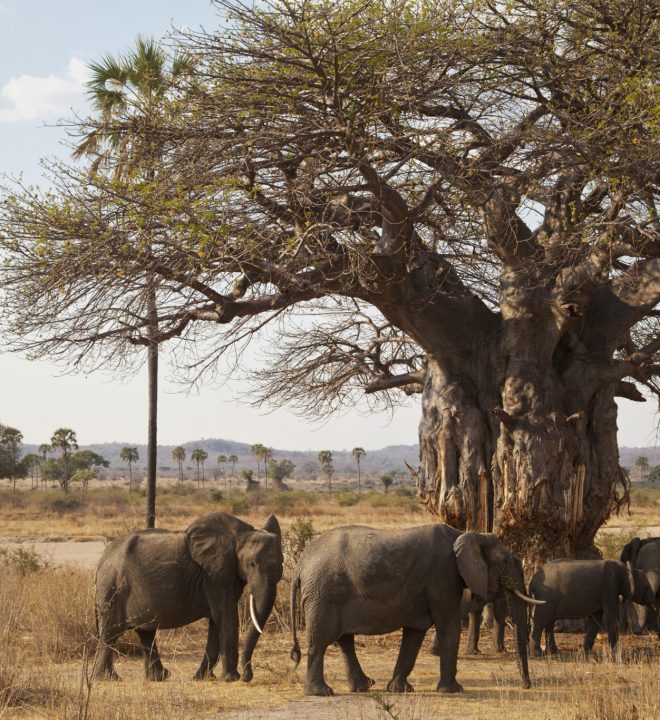 "Elephants and old baobab tree Ruaha, Tanzania. An elephant is rubbing against a huge old baobab tree that has been used for the same purpose for a long time. The elphants have also been removing stipes of the bark for food.See also my LB:"
