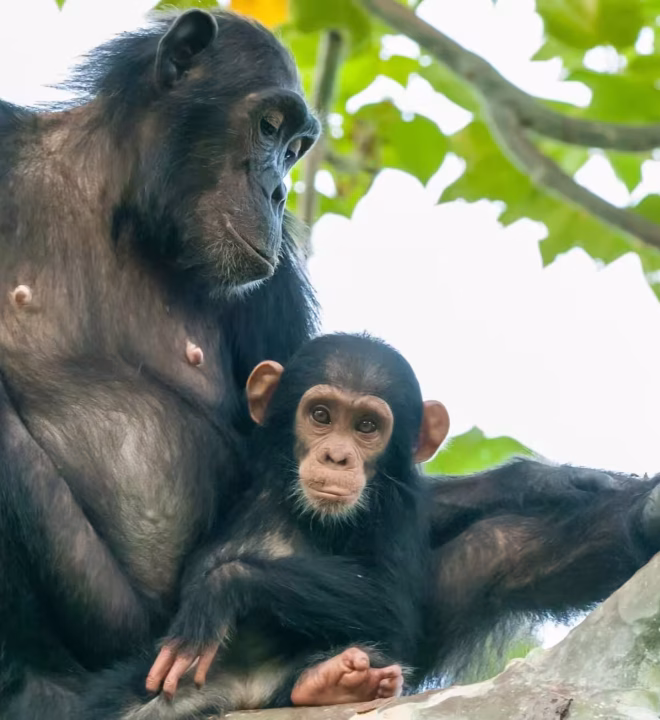 Mother-with-baby-chimpanzee-Website-pics-scaled