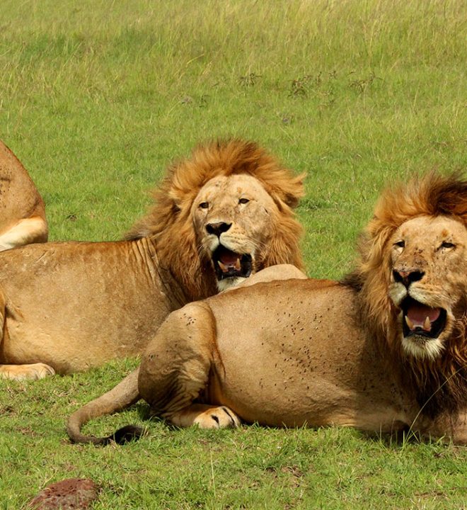 Best Safari to Tarangire Ngorongoro and Lake Eyasi with lobo