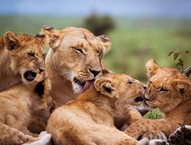 africa-safaris_tanzania-lions