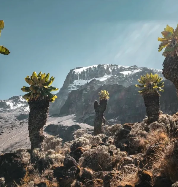 kilimanjaro_1600_8