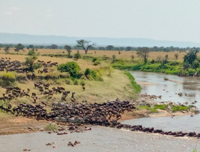 serengeti-migration