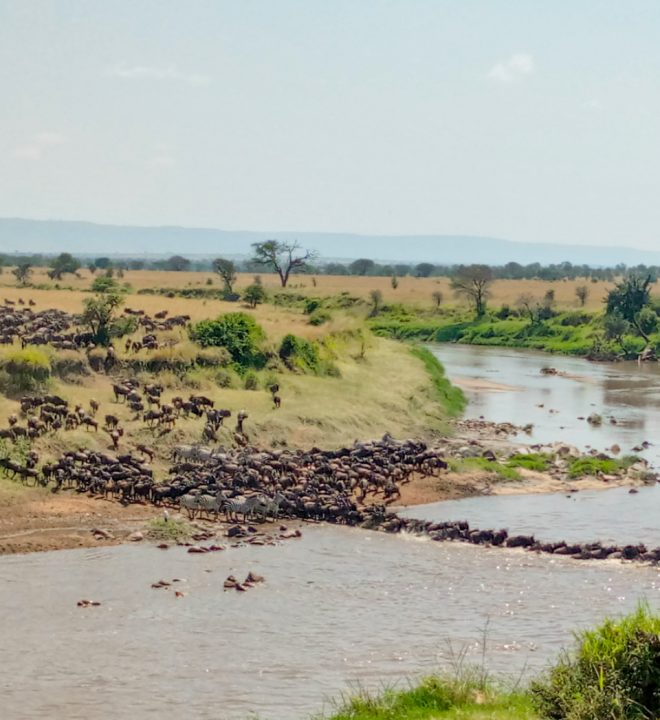 Wildebeest crossing the Mara River during the Great Migration in the Serengeti