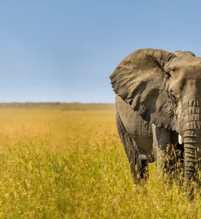 Luxury Tanzania Safaris
