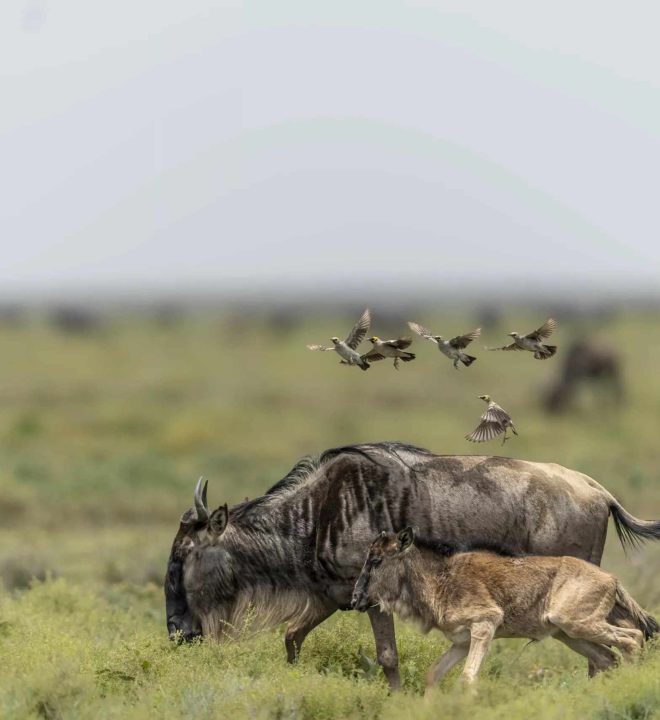 What to see in Serengeti Park Tanzania - Serengeti Park Highlights | loboafrica